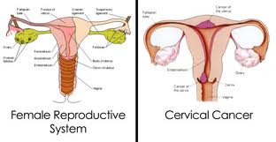 cervical13.jpg