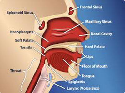 headneck11.jpg