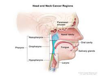 headneck12.jpg