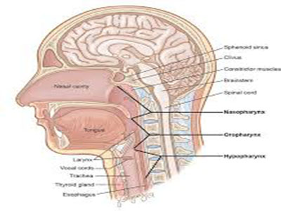headneck14.jpg