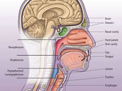headneck15.jpg