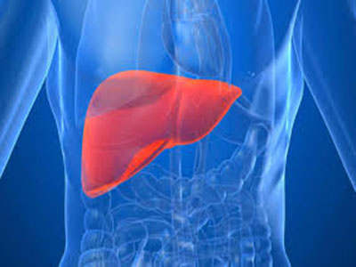 liver15.jpg